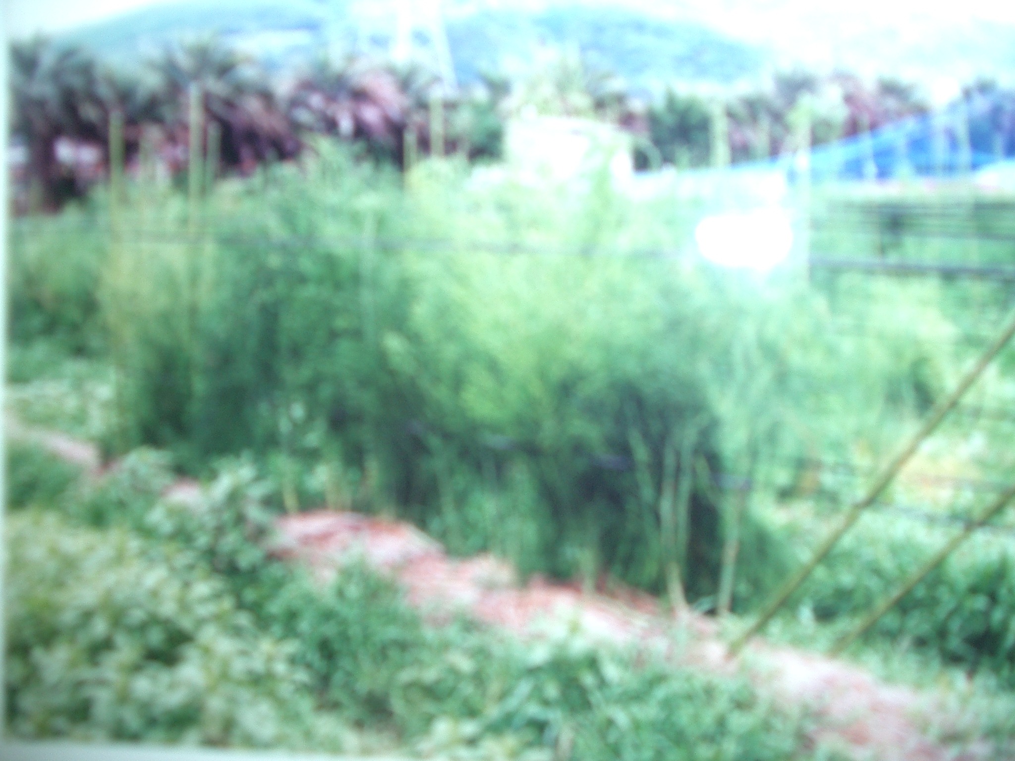 �Ђ������N�C���[�W2